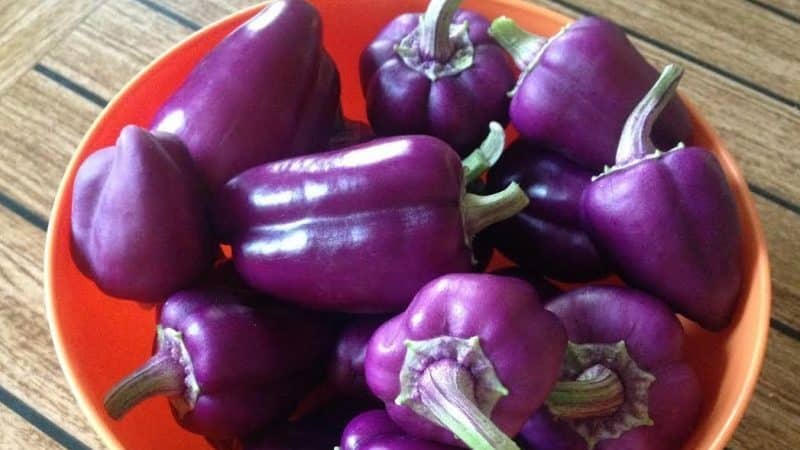 An unusual variety with purple fruits - Big Daddy pepper and the nuances of its cultivation