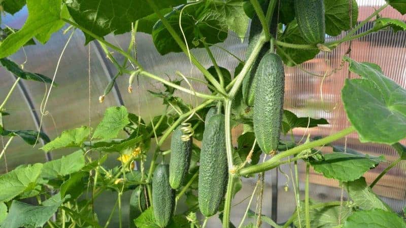 Why are cucumbers bitter, how to prevent it and what to do with a harvest that is bitter