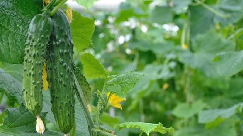 Why are cucumbers bitter, how to prevent it and what to do with a harvest that is bitter