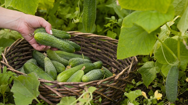 Why are cucumbers bitter, how to prevent it and what to do with a harvest that is bitter