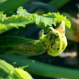Why pumpkin ovaries turn yellow and fall off: determine the cause of the problem and save your harvest