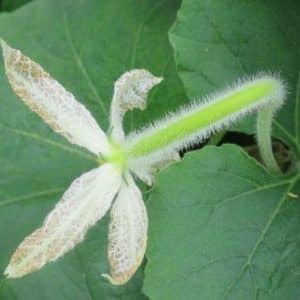 Why pumpkin ovaries turn yellow and fall off: determine the cause of the problem and save your harvest