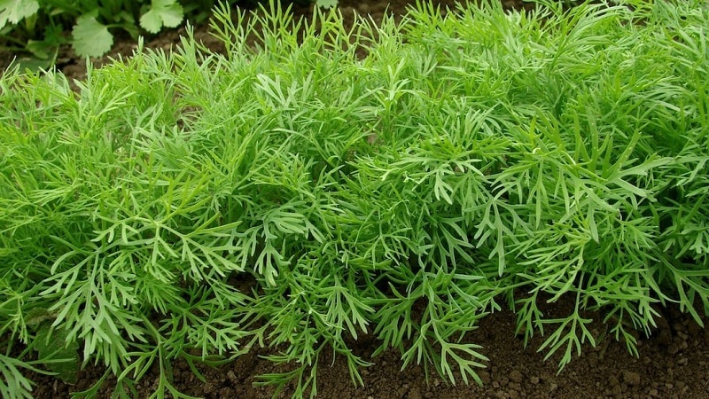 Why does dill turn yellow in the garden and what to do to prevent it?