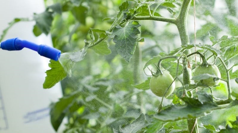 A step-by-step guide to treating tomatoes with metronidazole against late blight: fighting the disease and preventing it