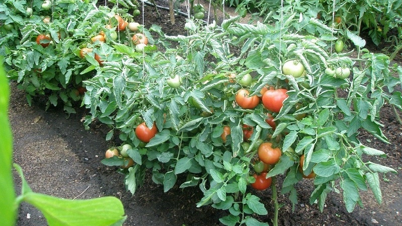 A step-by-step guide to treating tomatoes with metronidazole against late blight: fighting the disease and preventing it