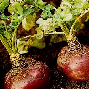 Useful properties and contraindications of rutabaga: how to use the root vegetable in cooking, cosmetology and folk medicine