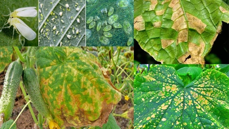 Causes and methods of treatment of black plaque on cucumber leaves in a greenhouse