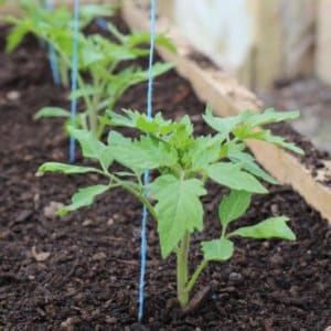 How to grow and where to use the Rosamarin pound tomato