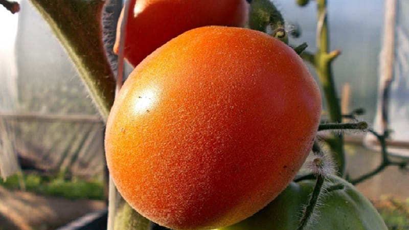 A fabulous guest on your site: the Scheherazade tomato - how to grow it correctly to get a rich harvest