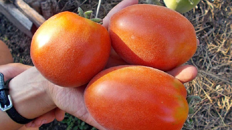 A fabulous guest on your site: the Scheherazade tomato - how to grow it correctly to get a rich harvest