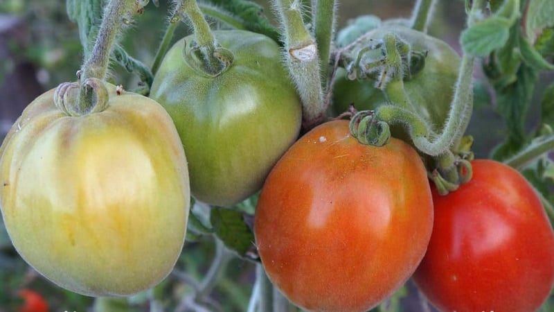 A fabulous guest on your site: the Scheherazade tomato - how to grow it correctly to get a rich harvest
