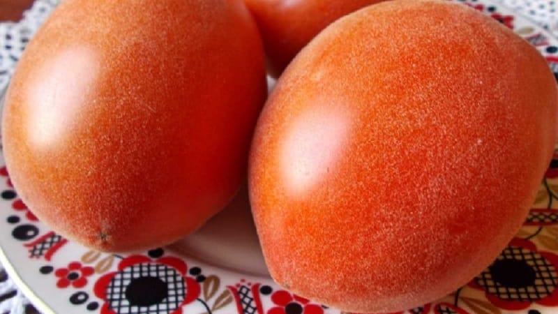 A fabulous guest on your site: the Scheherazade tomato - how to grow it correctly to get a rich harvest