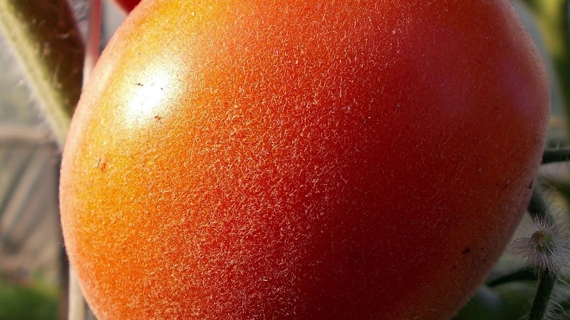 A fabulous guest on your site: the Scheherazade tomato - how to grow it correctly to get a rich harvest