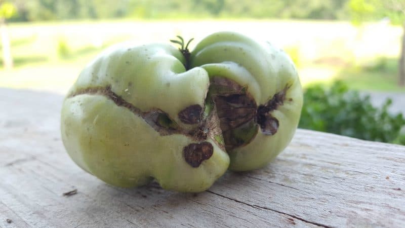 A variety for lovers of rare exotic tomatoes - the Firewood tomato