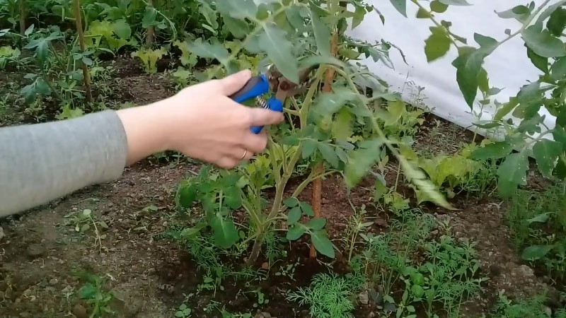 A variety for lovers of rare exotic tomatoes - the Firewood tomato