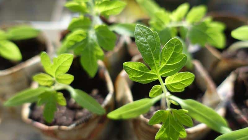 A variety for lovers of rare exotic tomatoes - the Firewood tomato