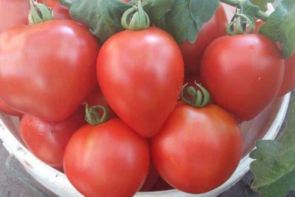 Tomato variety Strawberry tree - Siberian disease resistance and high yield