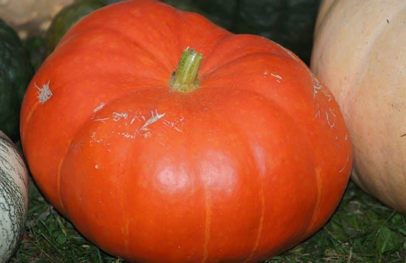 Melon pumpkin variety, adored by gardeners for its sweet taste and extraordinary aroma.