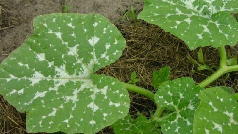 Melon pumpkin variety, adored by gardeners for its sweet taste and extraordinary aroma.