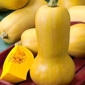 Dutch early maturing pumpkin hybrid Matilda: we grow up to 15 kg of fruit per square meter