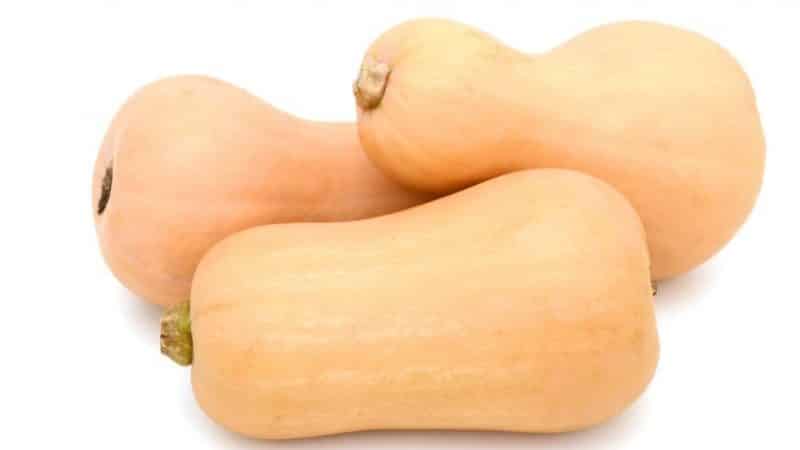 Dutch early maturing pumpkin hybrid Matilda: we grow up to 15 kg of fruit per square meter