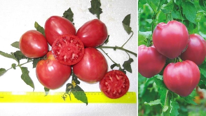 Stable in yield and disease-resistant tomato Sugar bison: characteristics and description of the variety