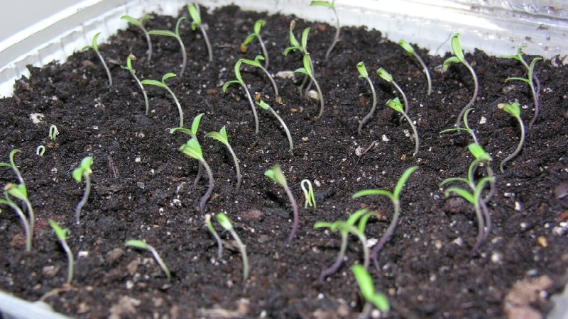 Stable in yield and disease-resistant tomato Sugar bison: characteristics and description of the variety