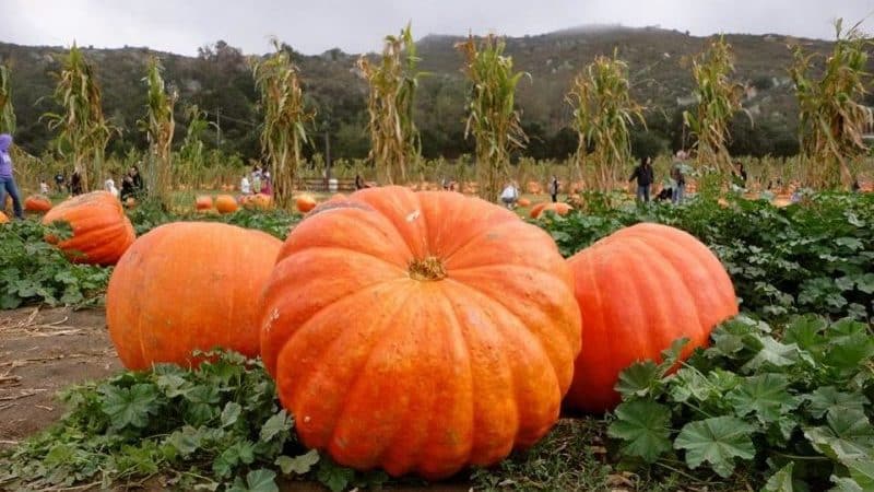 We are setting yield records by growing a giant variety of pumpkin called Hundred Pumpkin on our plot.
