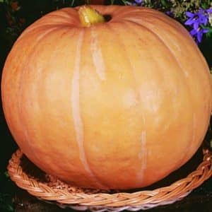 We are setting yield records by growing a giant variety of pumpkin called Hundred Pumpkin on our plot.