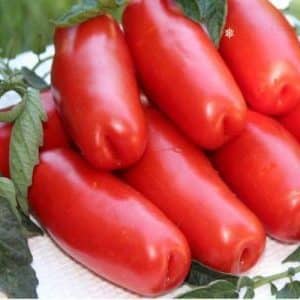 A variety for lovers of rare exotic tomatoes - the Firewood tomato