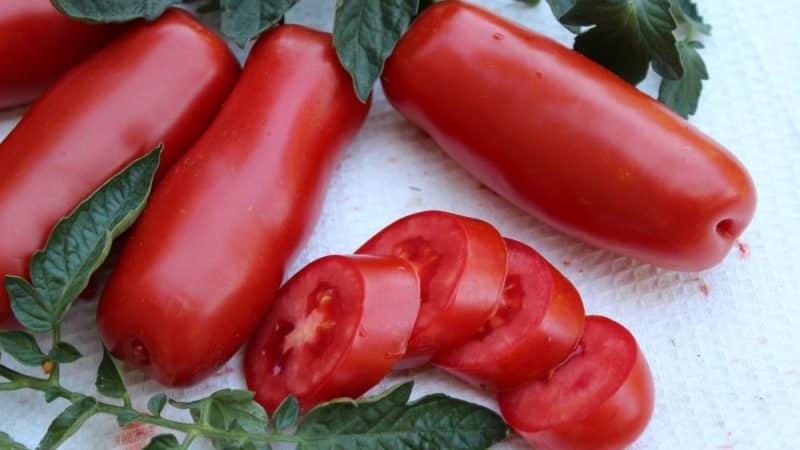 A variety for lovers of rare exotic tomatoes - the Firewood tomato