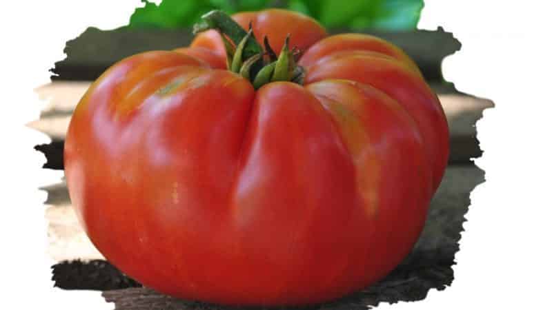 A resistant variety for harsh weather conditions - the famous tomato Pride of Siberia