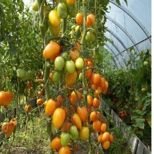 Why was the Kotya tomato recognized as the best hybrid of the year?