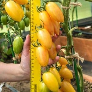 Why was the Kotya tomato recognized as the best hybrid of the year?