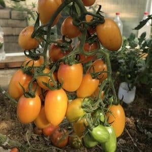 Why was the Kotya tomato recognized as the best hybrid of the year?