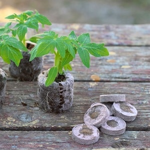 A bright and tasty decoration for your summer cottage - pink Monisto tomato