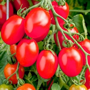 A bright and tasty decoration for your summer cottage - pink Monisto tomato