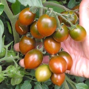 A bright and tasty decoration for your summer cottage - pink Monisto tomato