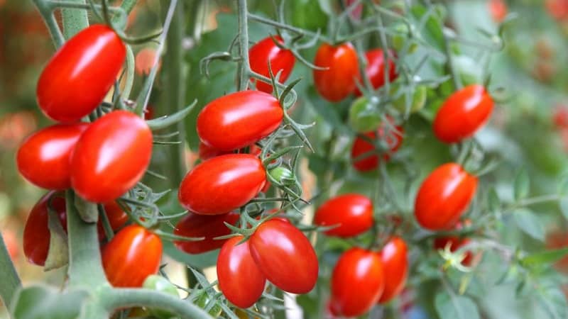 A bright and tasty decoration for your summer cottage - pink Monisto tomato