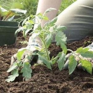 An excellent variety for fresh consumption - the Portuguese Dacosta tomato and the features of its agricultural technology