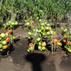 An excellent variety for fresh consumption - the Portuguese Dacosta tomato and the features of its agricultural technology