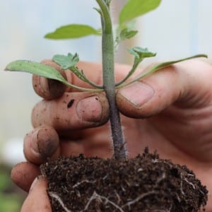 An excellent variety for fresh consumption - the Portuguese Dacosta tomato and the features of its agricultural technology
