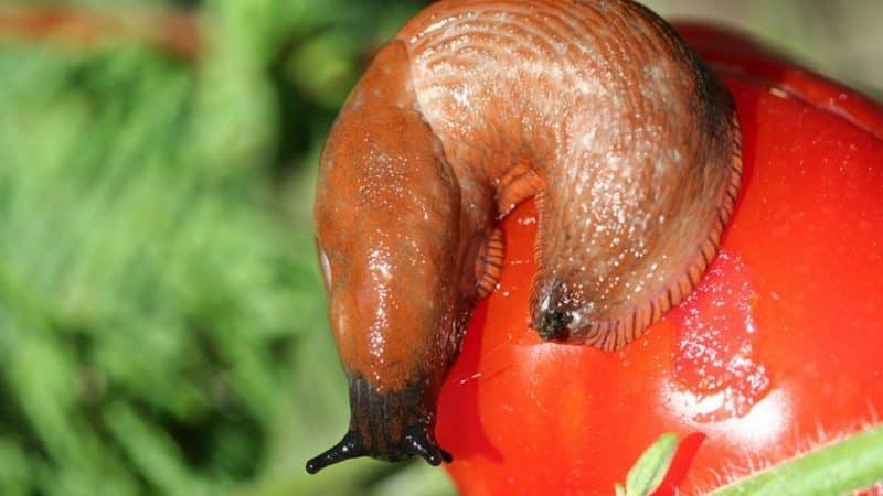 Decorating a bed with unusual flowering - Japanese rose tomato and its advantages over other varieties