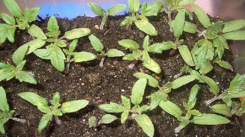 An unpretentious variety that requires minimal care - Japanese dwarf tomato