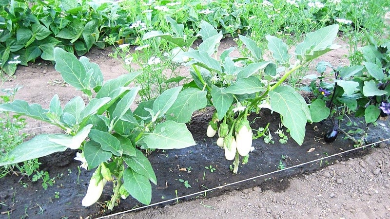 Subtleties of caring for the Black Opal eggplant variety and its benefits