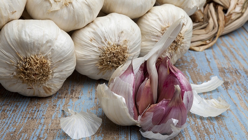 Universal free remedy - garlic peel: beneficial properties and methods of its use in different areas