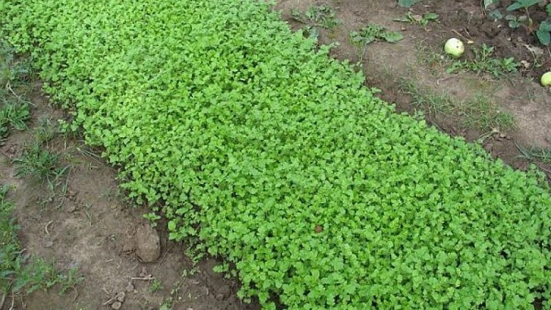 Choosing the best green manure for cucumbers in the fall for greenhouses and open ground