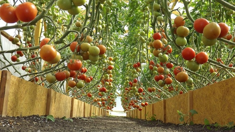 Tall, high-yielding tomatoes for greenhouses: the best varieties and help in choosing the right one for you