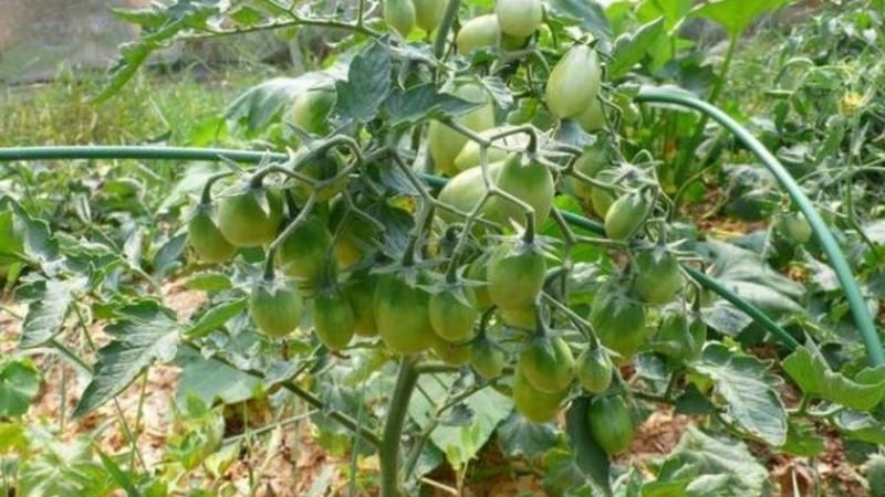 Tall, high-yielding tomatoes for greenhouses: the best varieties and help in choosing the right one for you