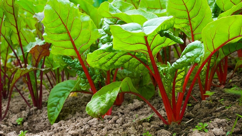 High-yielding variety from Italian breeders - Detroit beets: full review and growing instructions